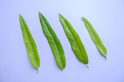 Close-up of plant against white background