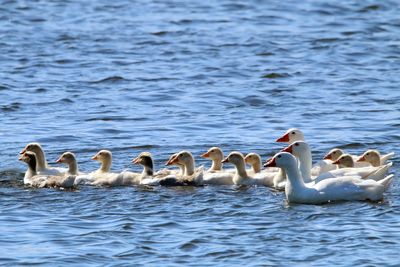 Ducks swimming in lake