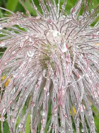 Close-up of raindrops on flowering plant