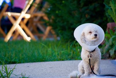 Poodle wearing protective collar sitting on footpath