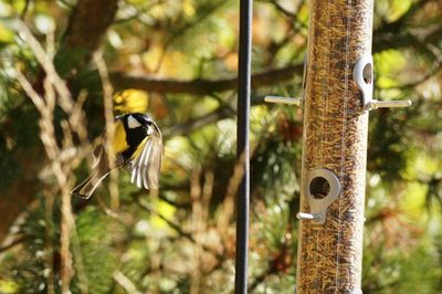 Close-up of bird perching on feeder