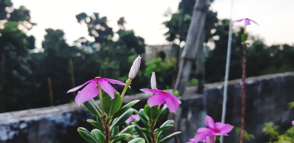 Close-up of pink flowering plant