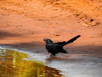 Bird in water