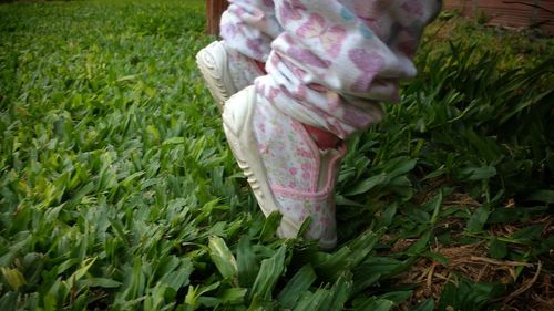 Close up of grass