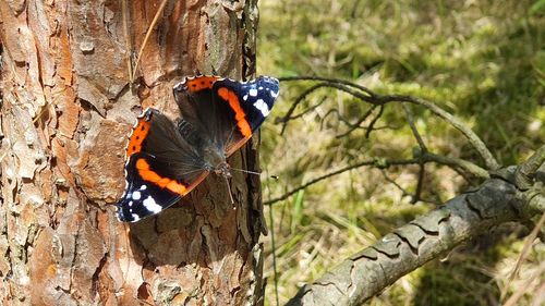 Close-up of butterfly on tree trunk