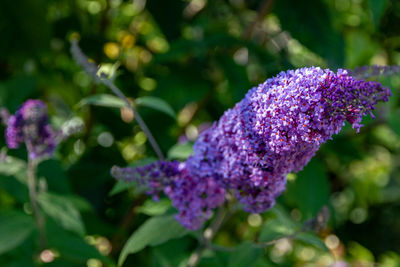 Close-up of purple flowering plant