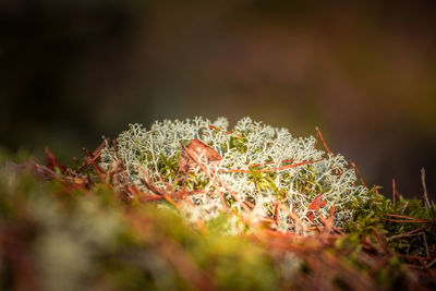 Enchanting wilderness. native plants flourishing in summer's embrace in northern europe