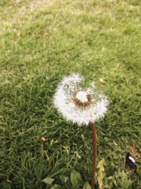 Close-up of dandelion flower on field