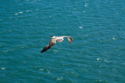 Bird flying over sea