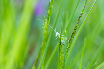 Close-up of insect on grass