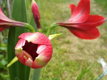 Close-up of red rose flower