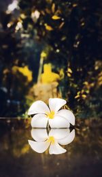 Close-up of white flowering plant