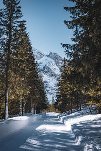 Trees on snow covered landscape
