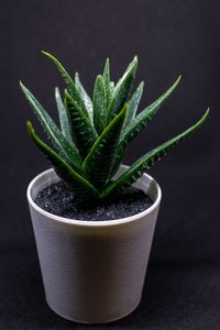 Close-up of potted plant against black background