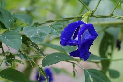 Close-up of wet purple flower