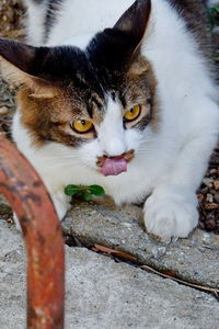 Close-up portrait of a cat