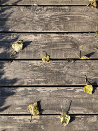 High angle view of yellow leaves on wooden plank