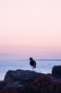 Bird on rock by sea against sky