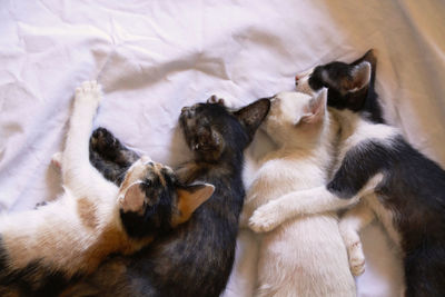 High angle view of cat sleeping on bed