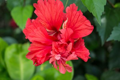 Close-up of red flower blooming in garden