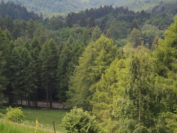 High angle view of pine trees in forest