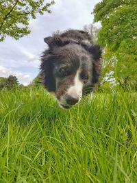 Portrait of dog on grassy field