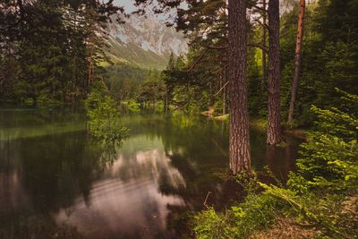 Scenic view of lake in forest