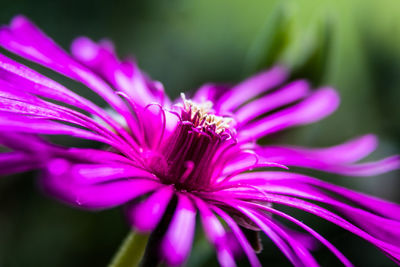 Close-up of pink flower