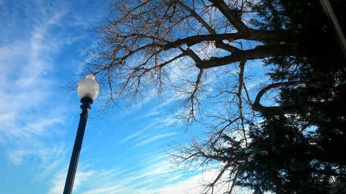 Low angle view of tree against sky