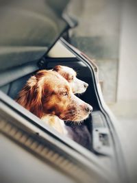 Dog in car