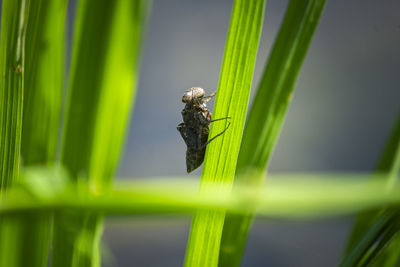 Close-up of insect on grass