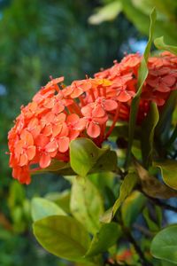 Close-up of red flowers blooming outdoors