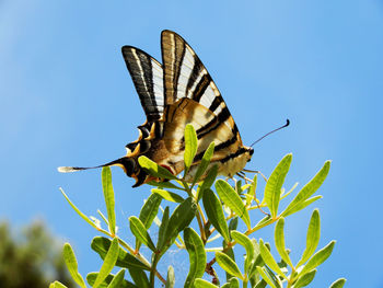 Close-up of butterfly pollinating flower