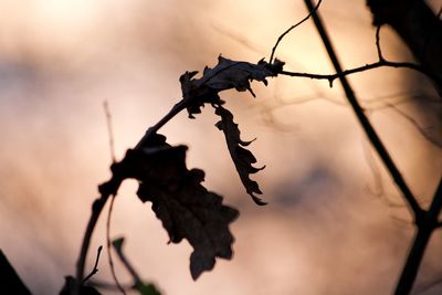 Close-up of dried plant