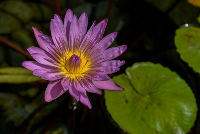 Close-up of pink water lily