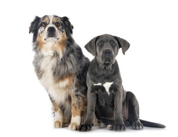 Portrait of dogs against white background