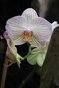 Close-up of pink orchid against black background