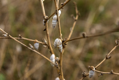 Close-up of dried plant on fence