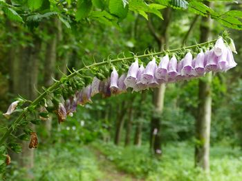 Close-up of purple flowers growing on field