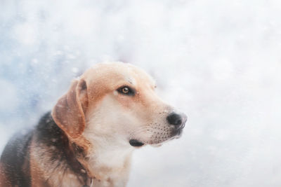 Close-up of dog looking away during snowfall