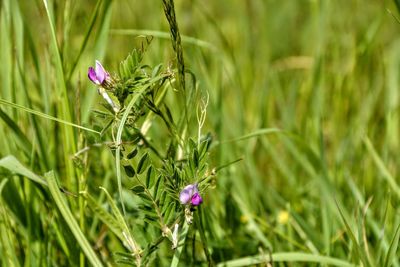 Close-up of purple flowering plant on field