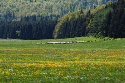 View of sheep on field