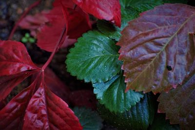 Close-up of wet plant leaves