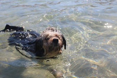 Dog swimming in water