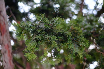 Close-up of plants