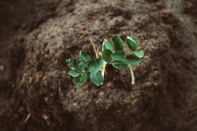 High angle view of small plant growing on field