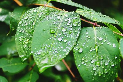 Close-up of water drops on leaf