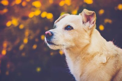 Close-up of dog