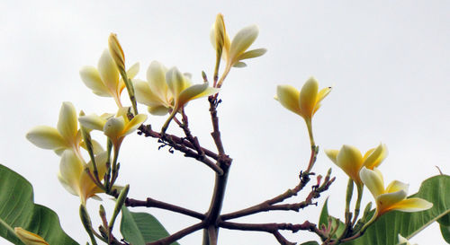 Close-up of flowering plant against clear sky
