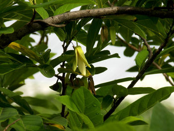 Close-up of green leaves on branch